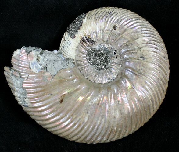 Gorgeous Quenstedticeras Ammonite Fossil #28035